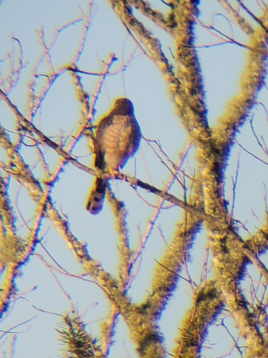 Sharp-shinned Hawk - ML615424814