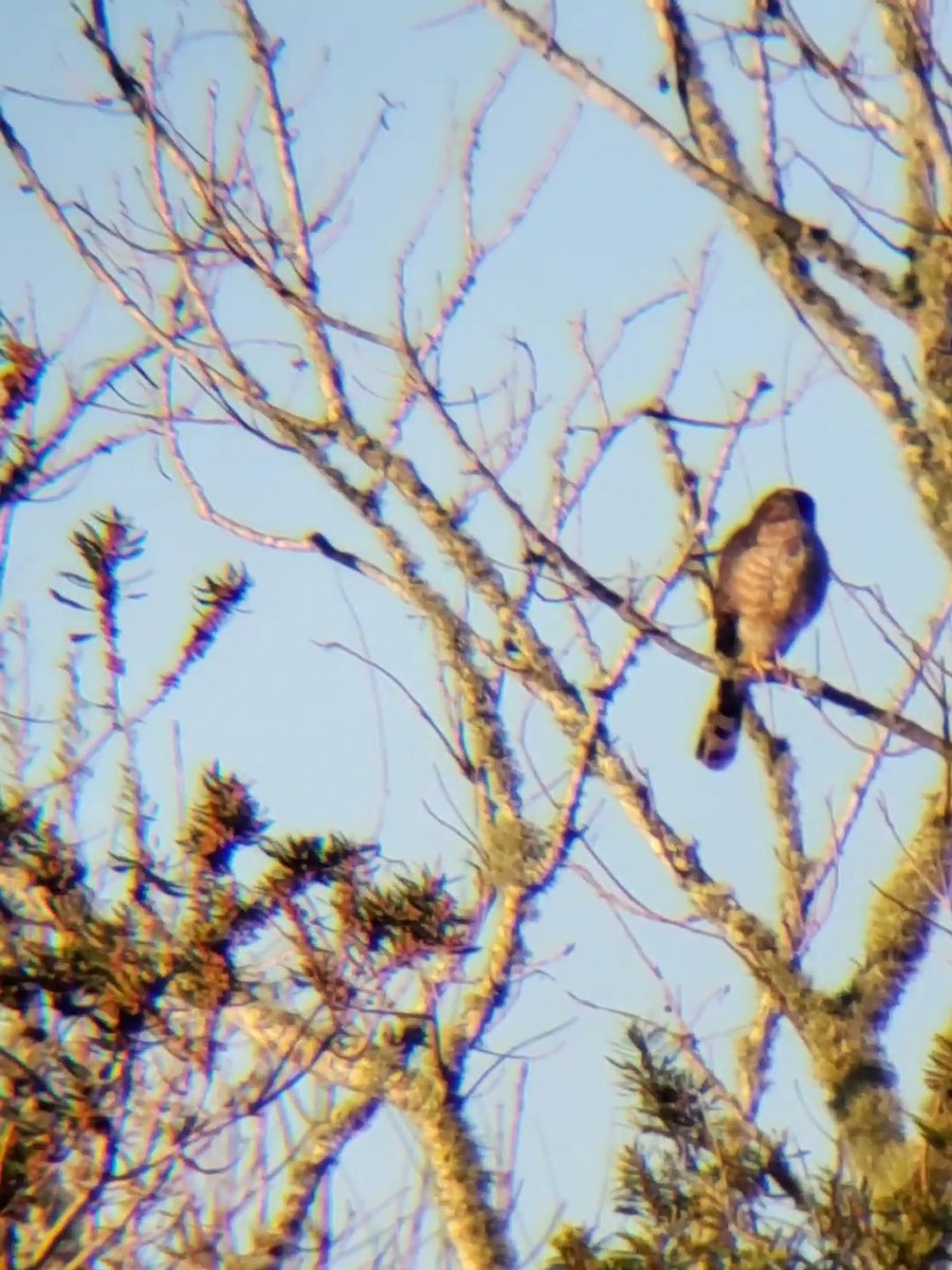 Sharp-shinned Hawk - ML615424816