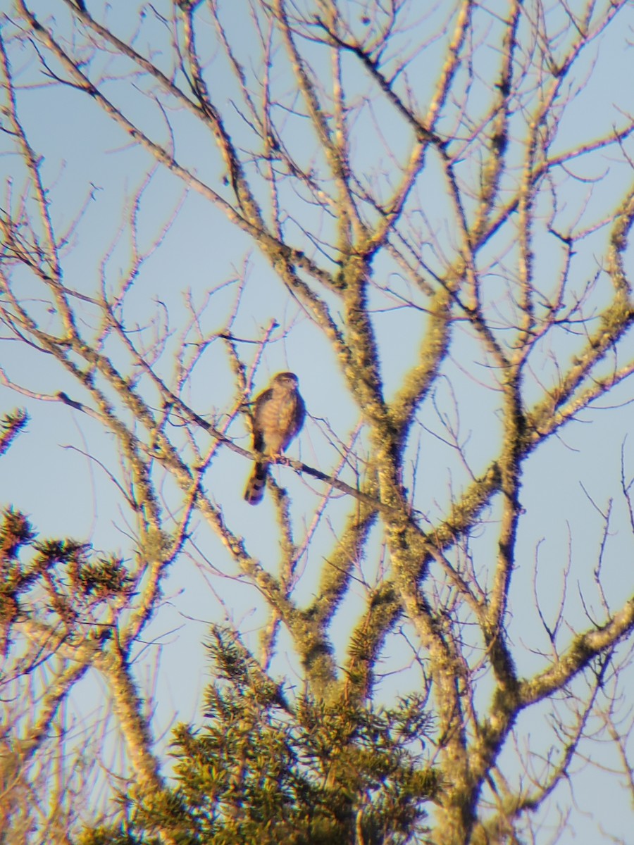 Sharp-shinned Hawk - ML615424818