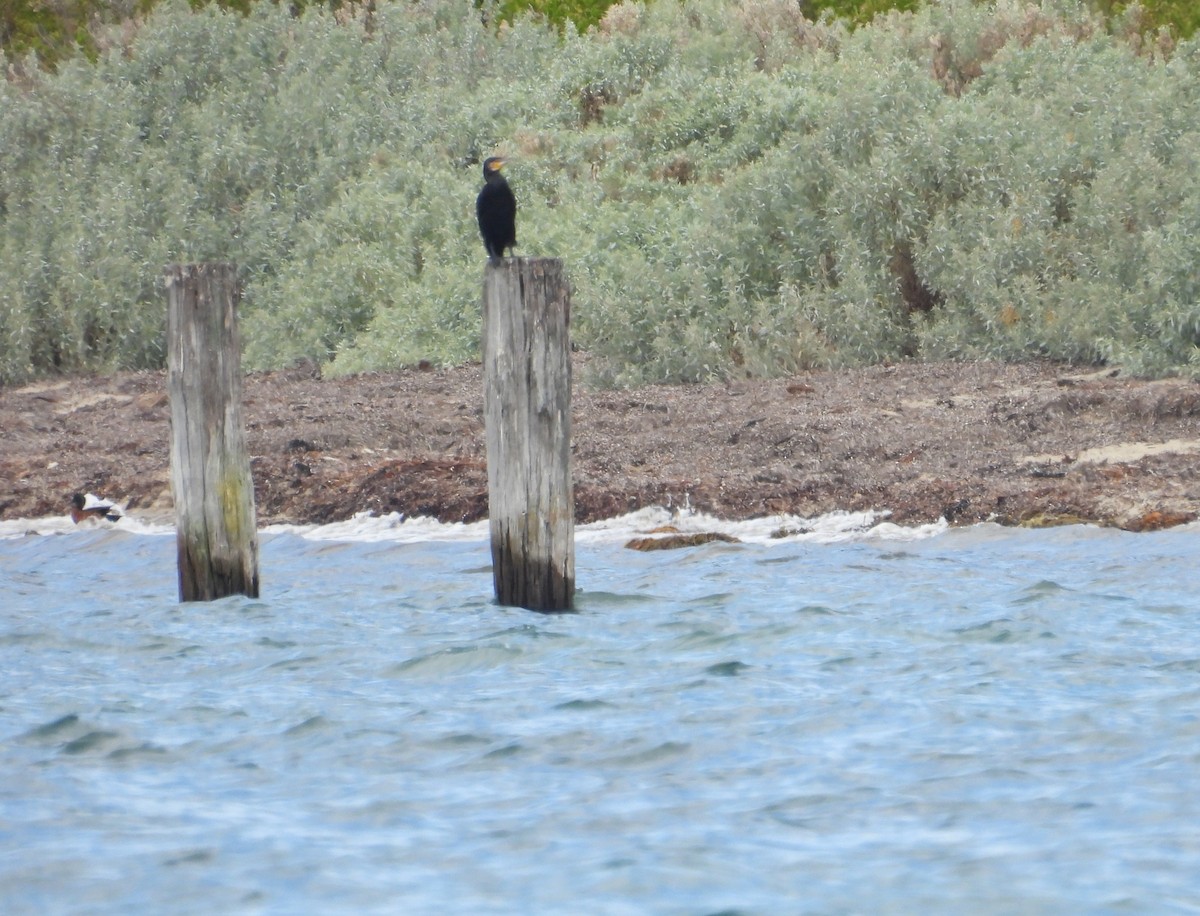 Great Cormorant - ML615424863