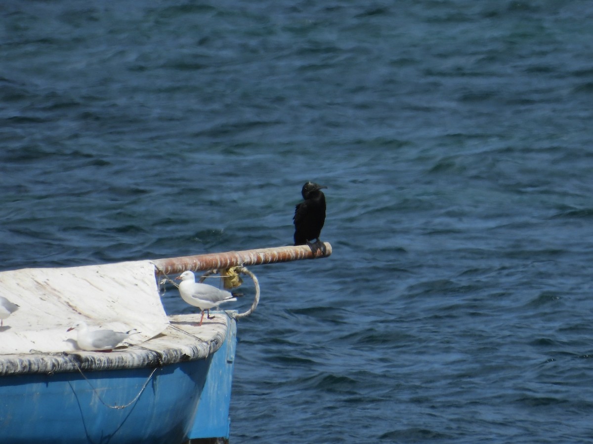 Little Black Cormorant - Joanne Thompson