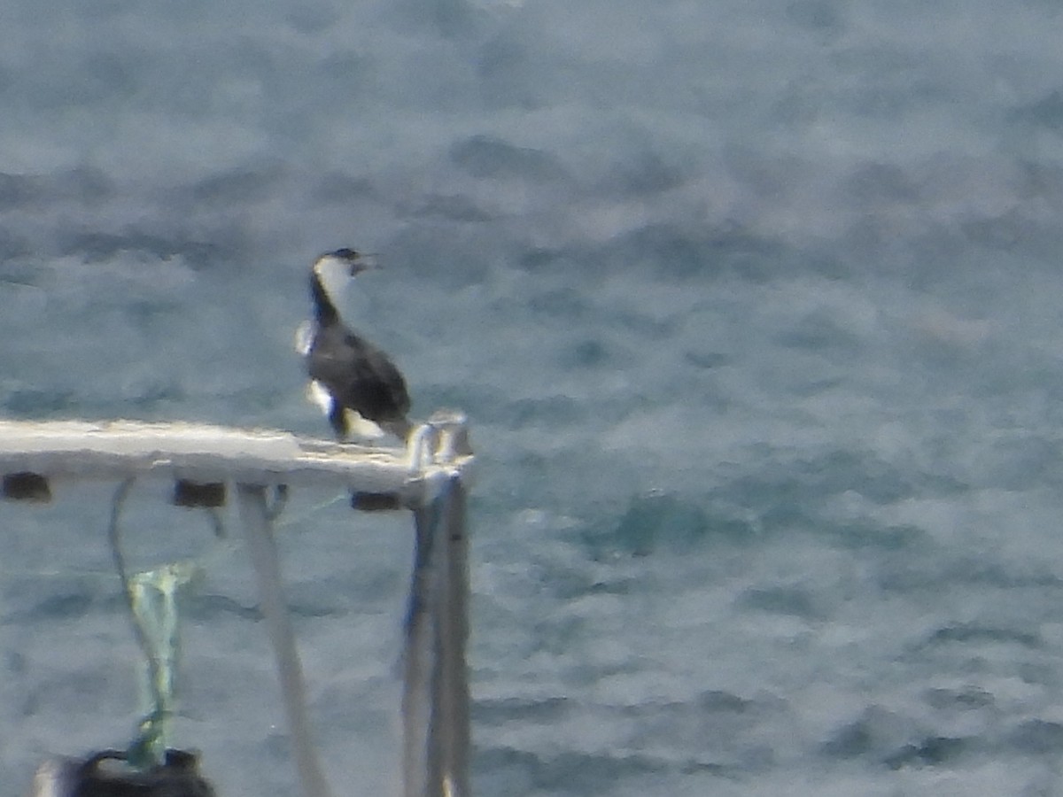 Black-faced Cormorant - ML615424874