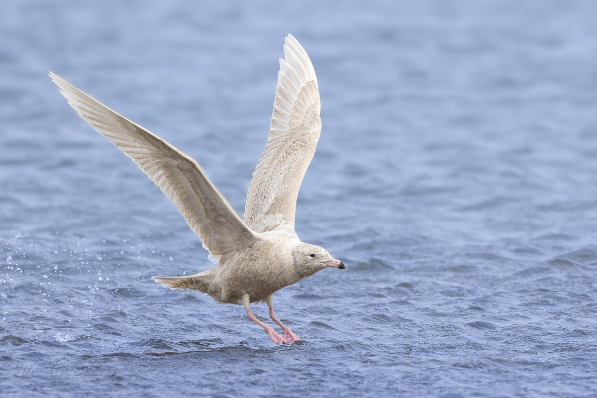 Glaucous Gull - Tena Gardiner