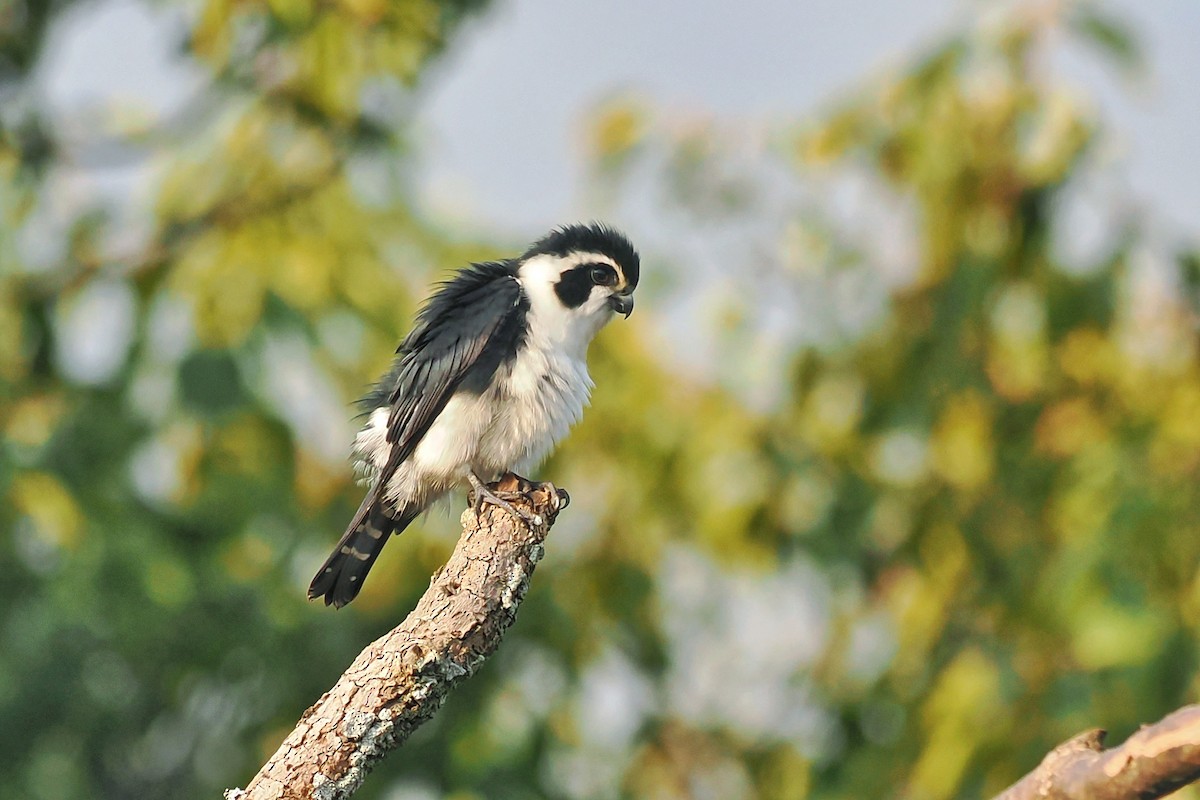 Pied Falconet - ML615424903