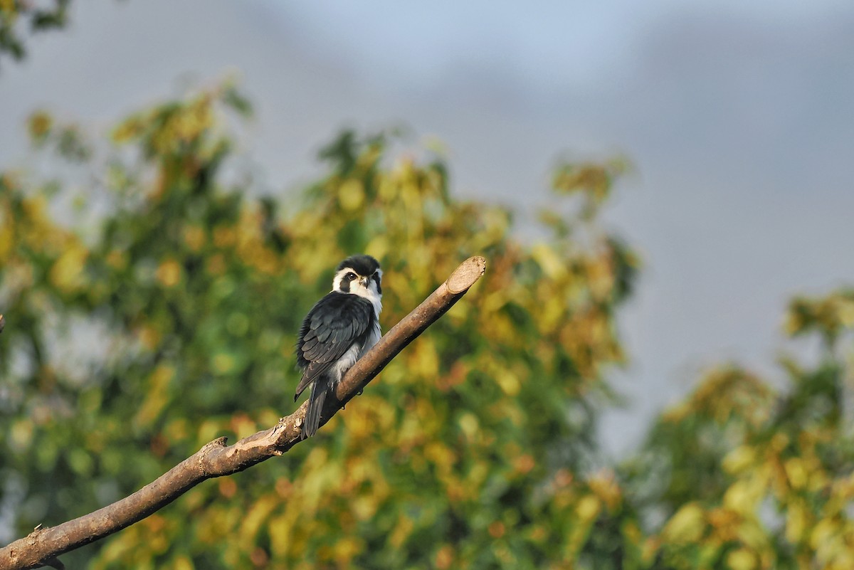 Pied Falconet - ML615424906