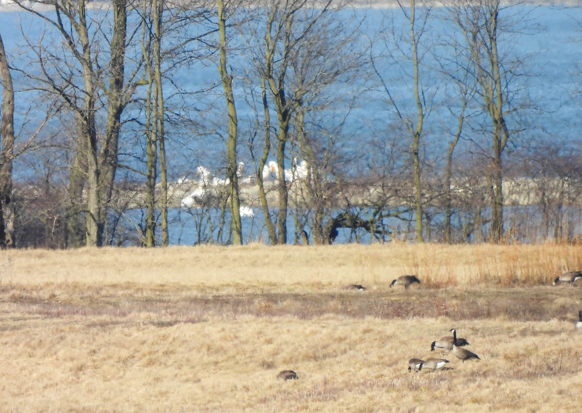 American White Pelican - ML615424911