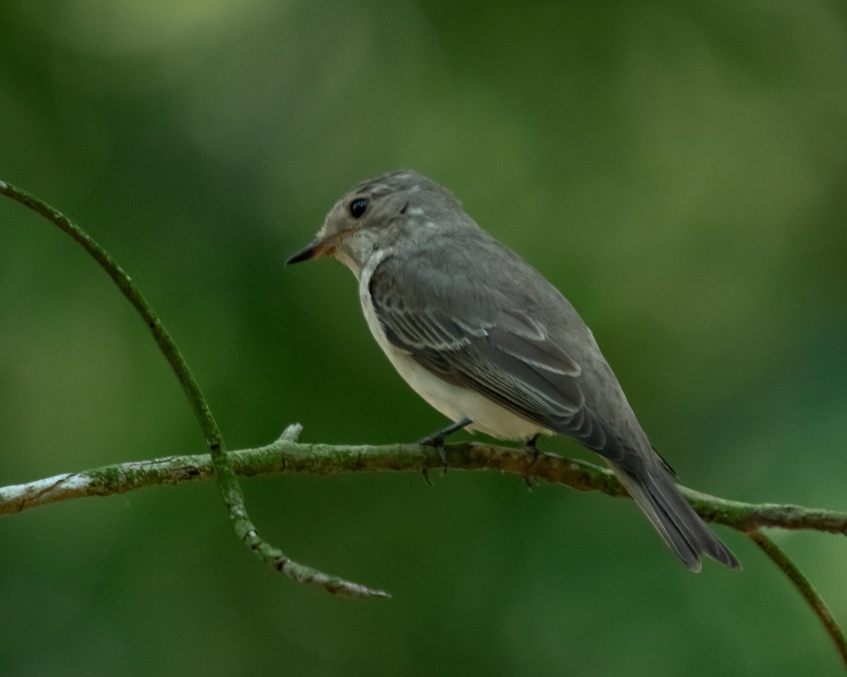 Spotted Flycatcher - ML615424915