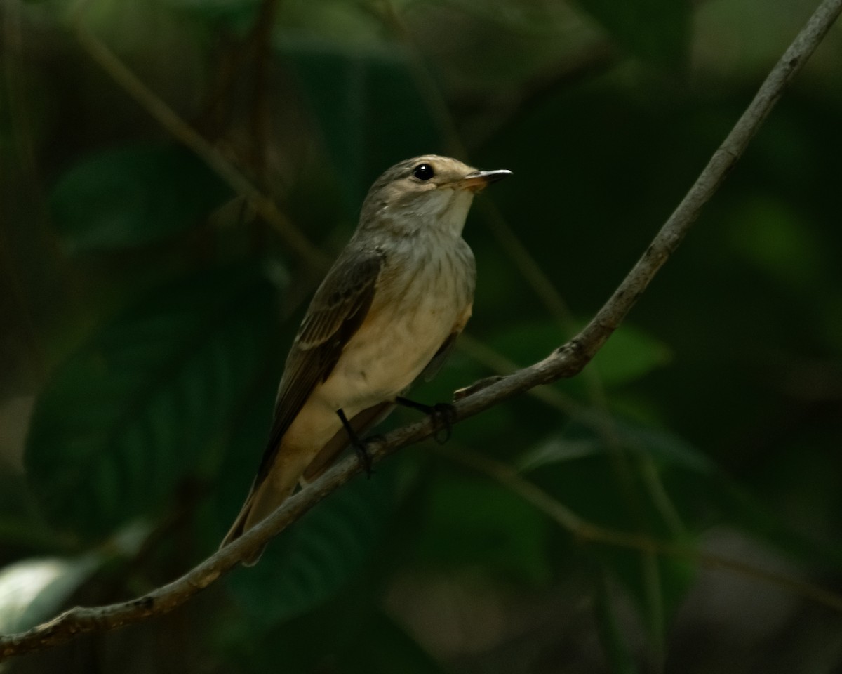 Spotted Flycatcher - Yan Ze Ng