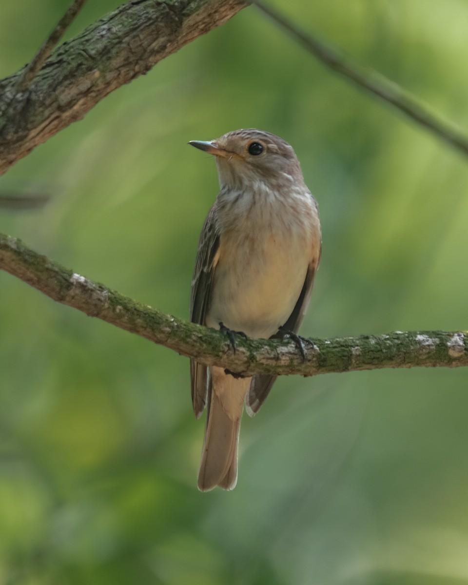 Spotted Flycatcher - ML615424917