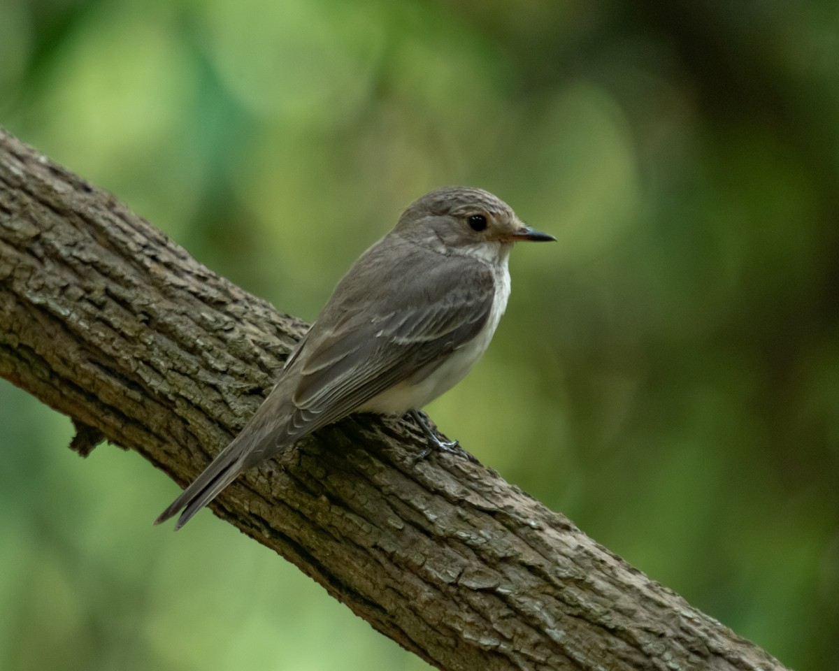 Spotted Flycatcher - Yan Ze Ng