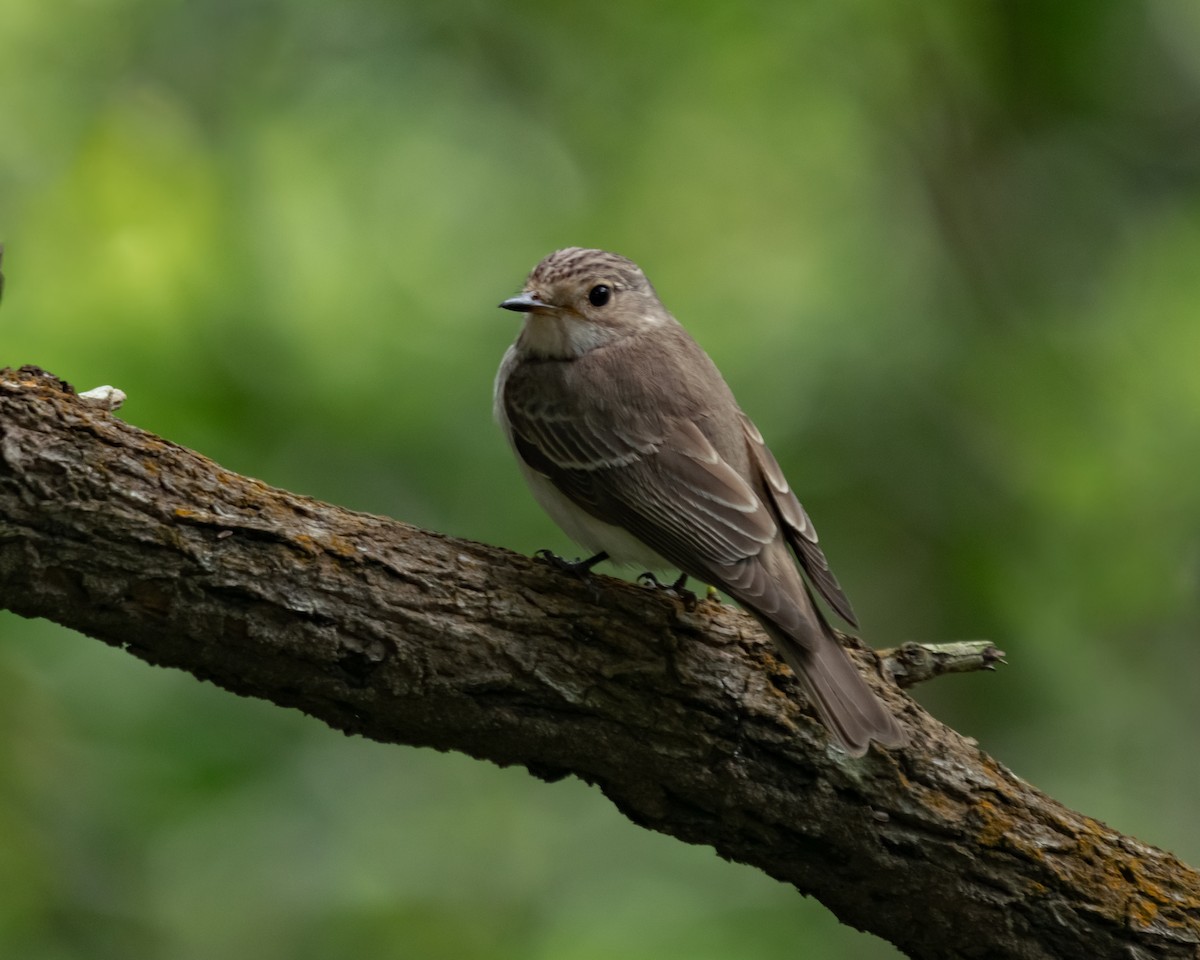 Spotted Flycatcher - ML615424919