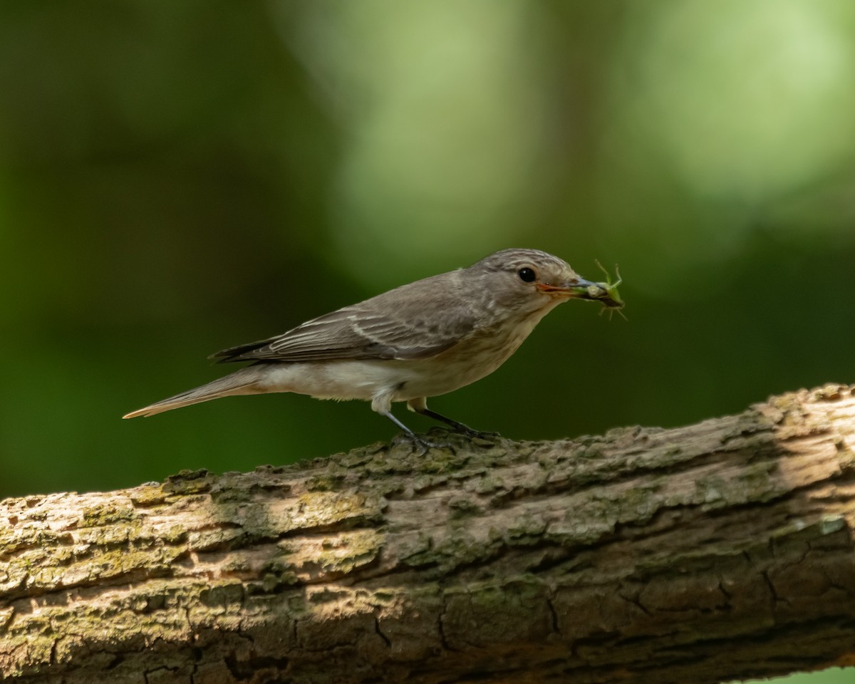 Spotted Flycatcher - ML615424920