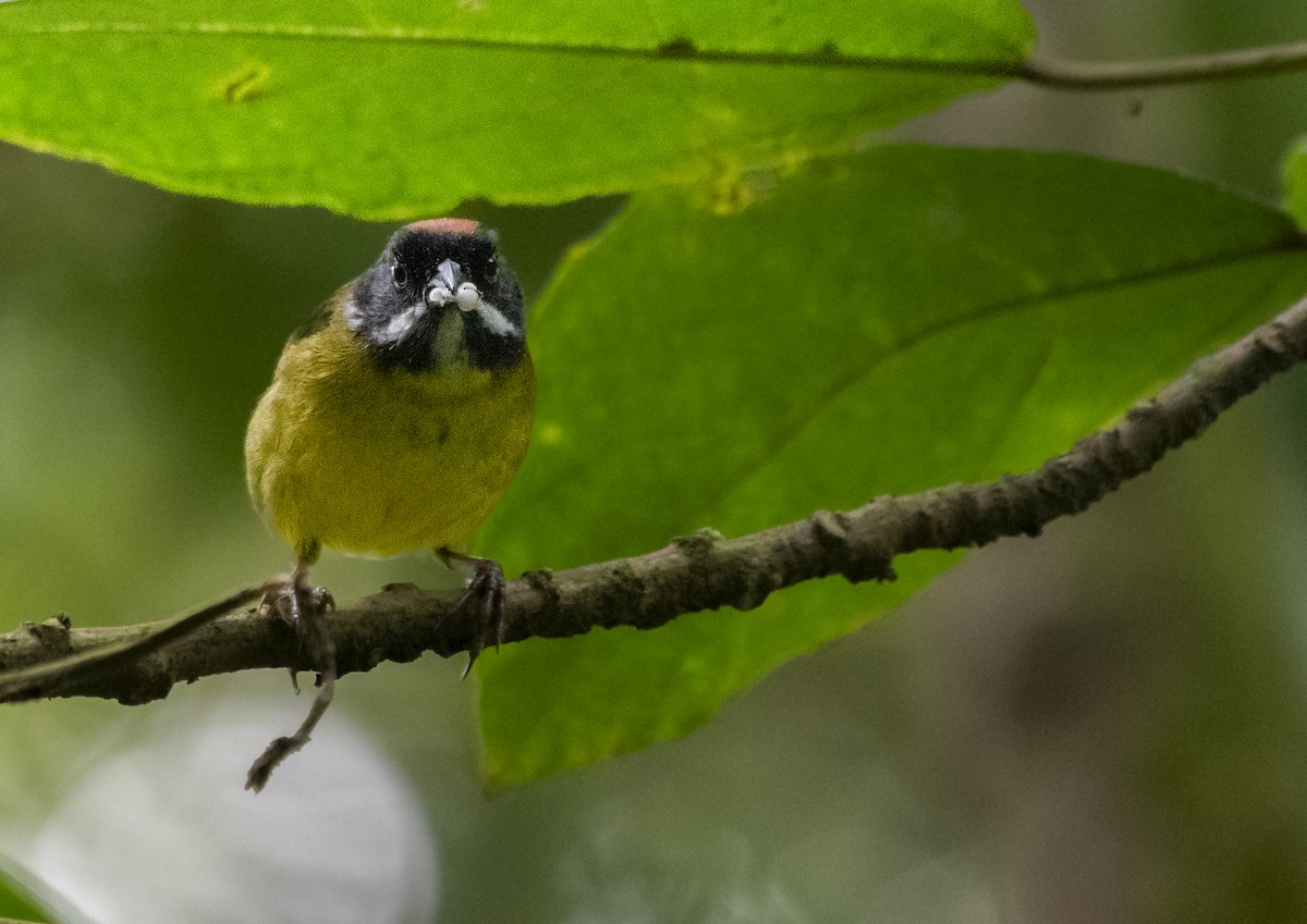 Moustached Brushfinch - ML615424941