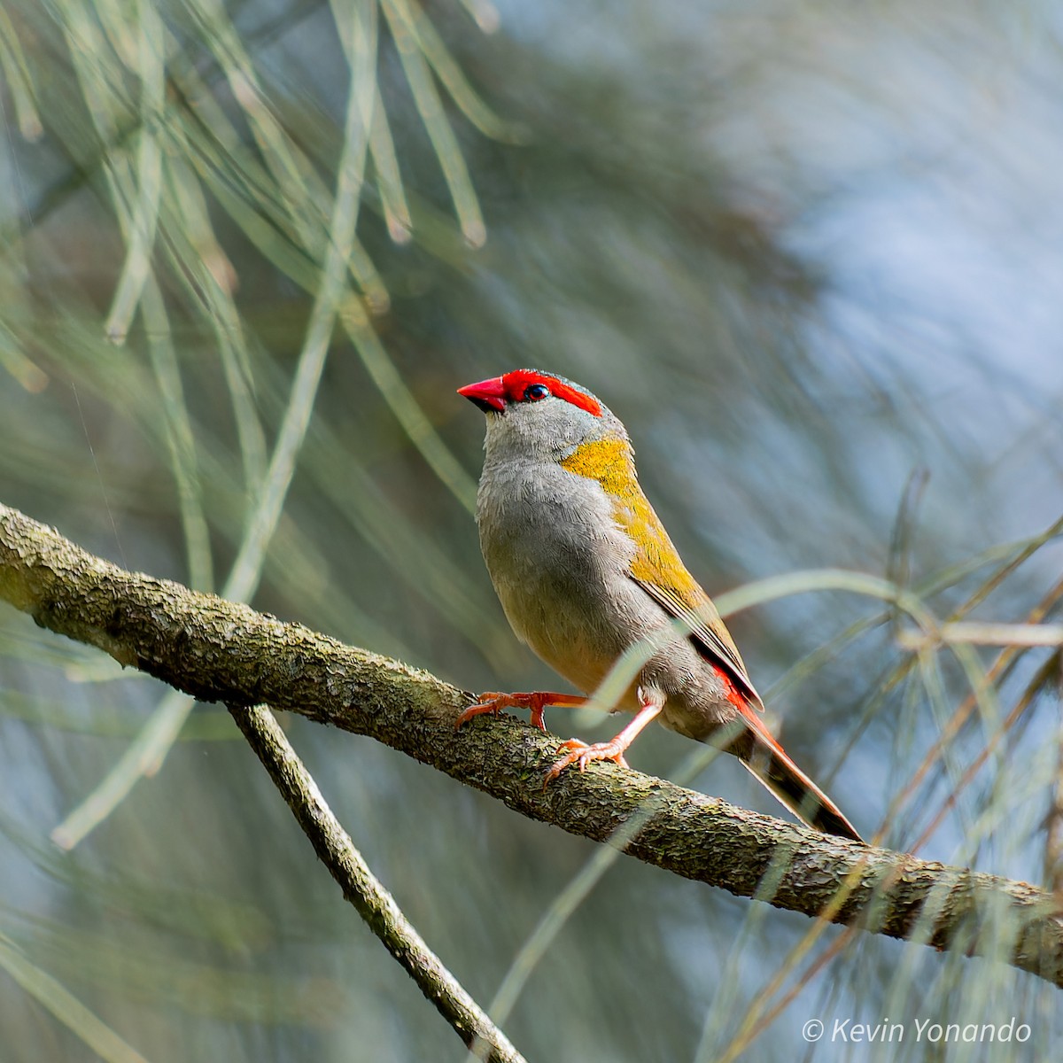 Red-browed Firetail - ML615424965