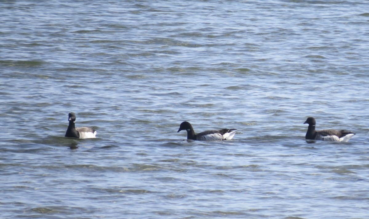 Brant - ML615424998