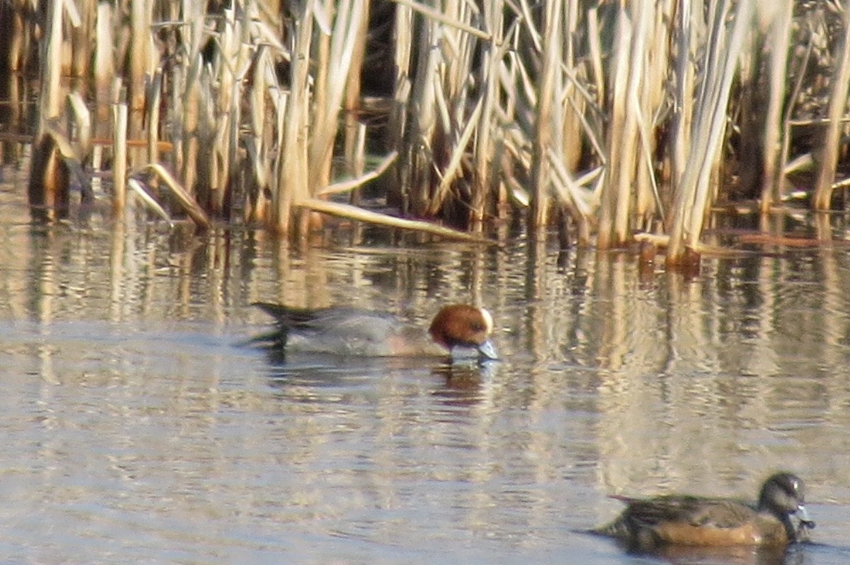 Eurasian Wigeon - Carol Decker