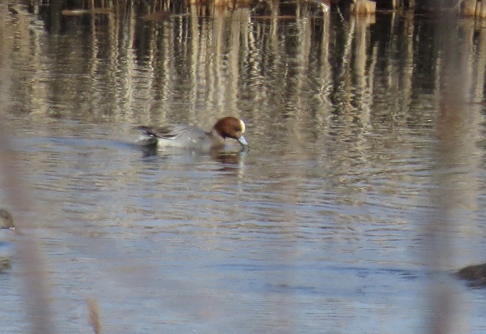 Eurasian Wigeon - Carol Decker