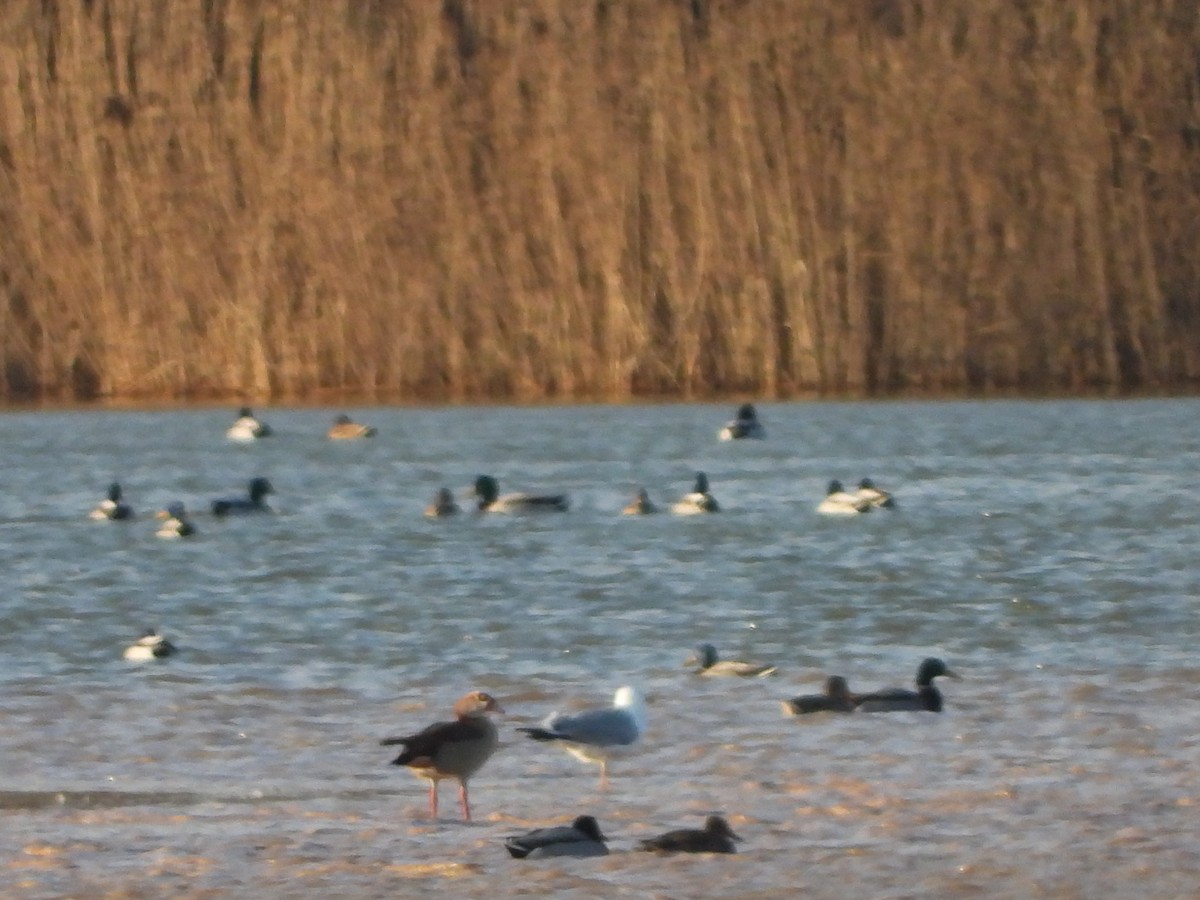 Egyptian Goose - ML615425019