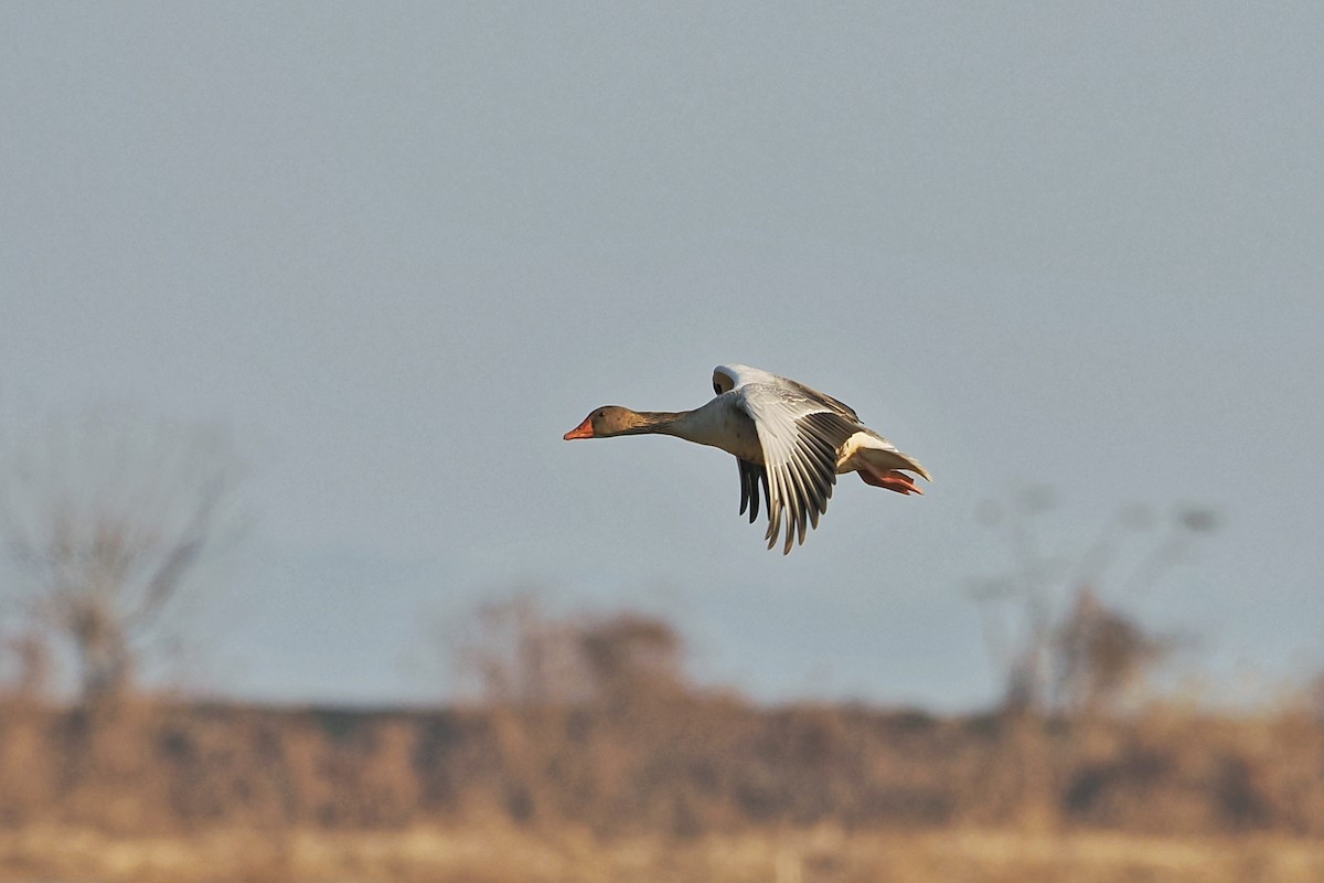 Graylag Goose (Siberian) - ML615425049