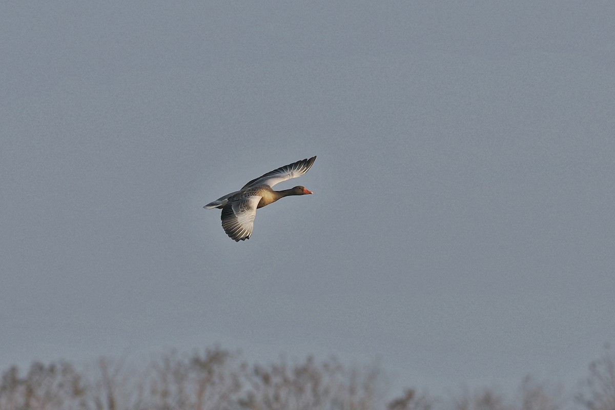 Graylag Goose (Siberian) - ML615425050