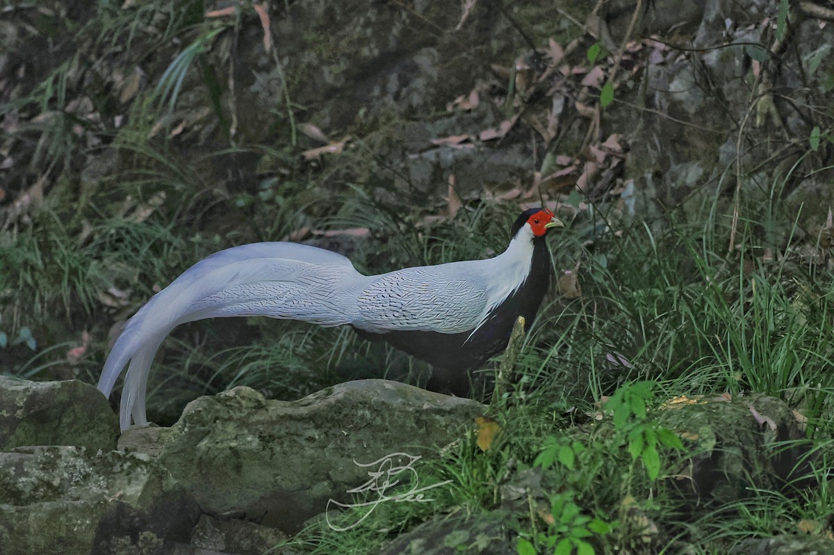 Silver Pheasant - Leijun Zhuang