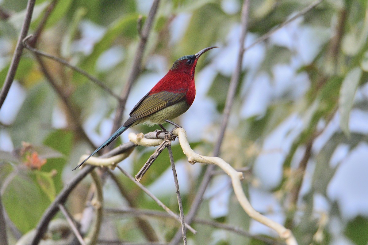 Crimson Sunbird - Anshuman Roy