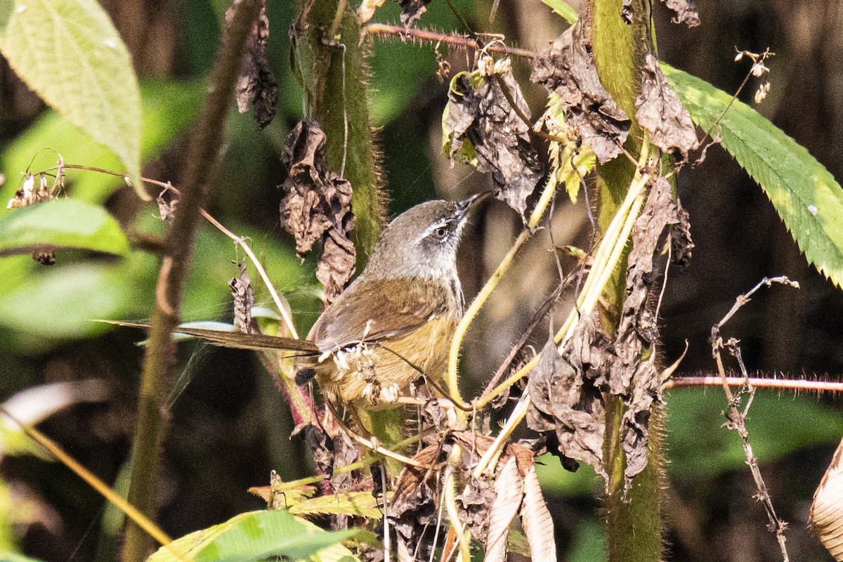 Hill Prinia - ML615425096