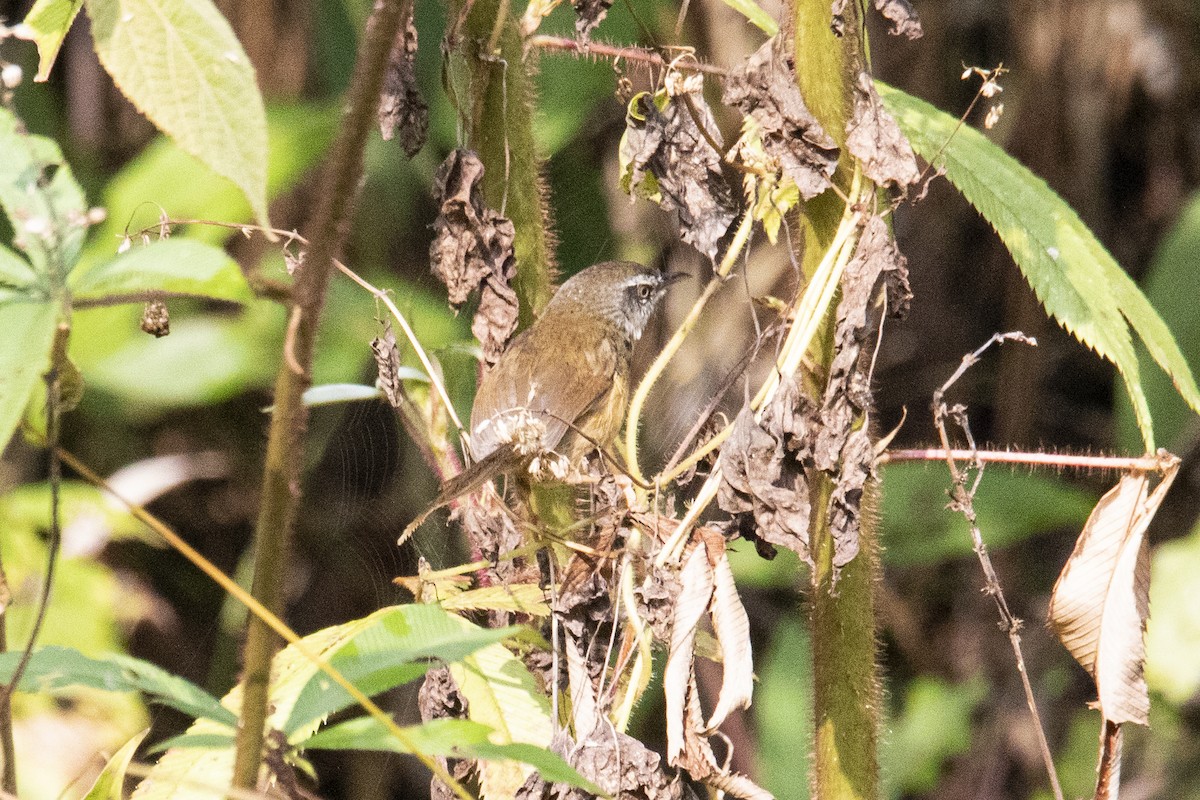 Hill Prinia - ML615425097