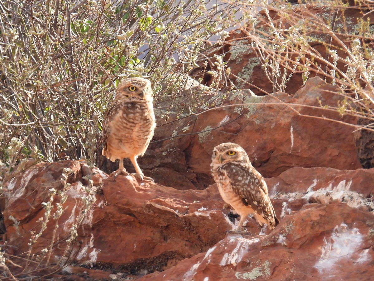 Burrowing Owl (grallaria) - ML615425133