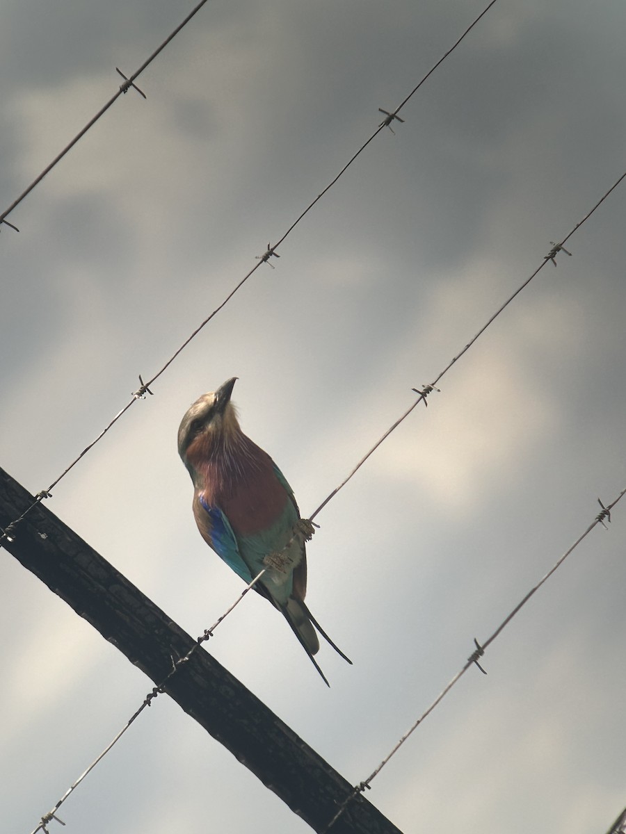 Lilac-breasted Roller - ML615425147