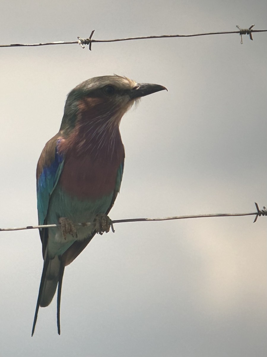 Lilac-breasted Roller - ML615425148