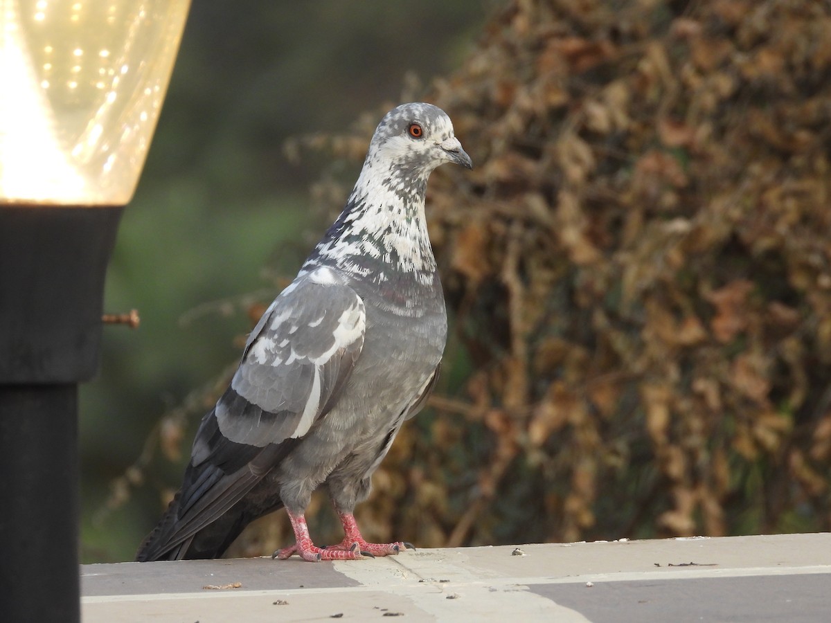 Rock Pigeon (Feral Pigeon) - ML615425215