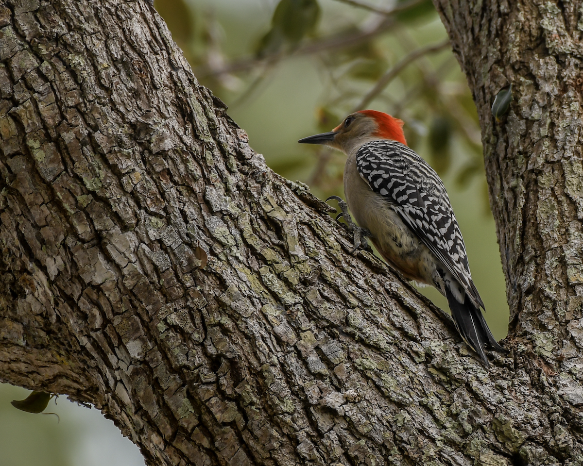 Red-bellied Woodpecker - ML615425344
