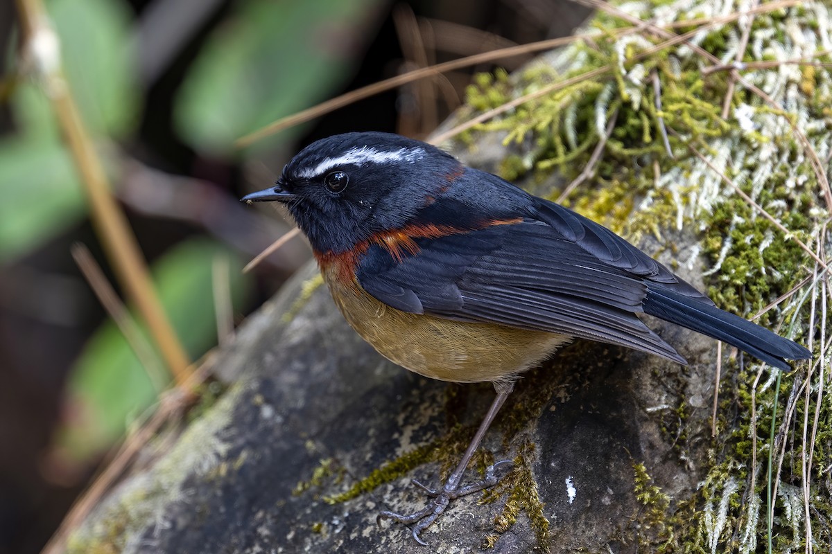 Collared Bush-Robin - ML615425356