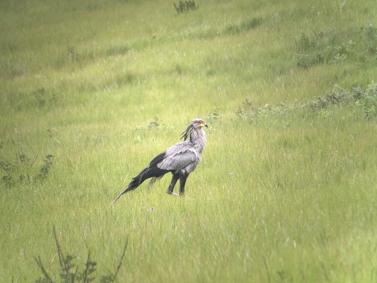 Secretarybird - ML615425363