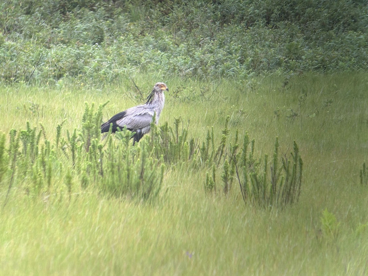 Secretarybird - ML615425364