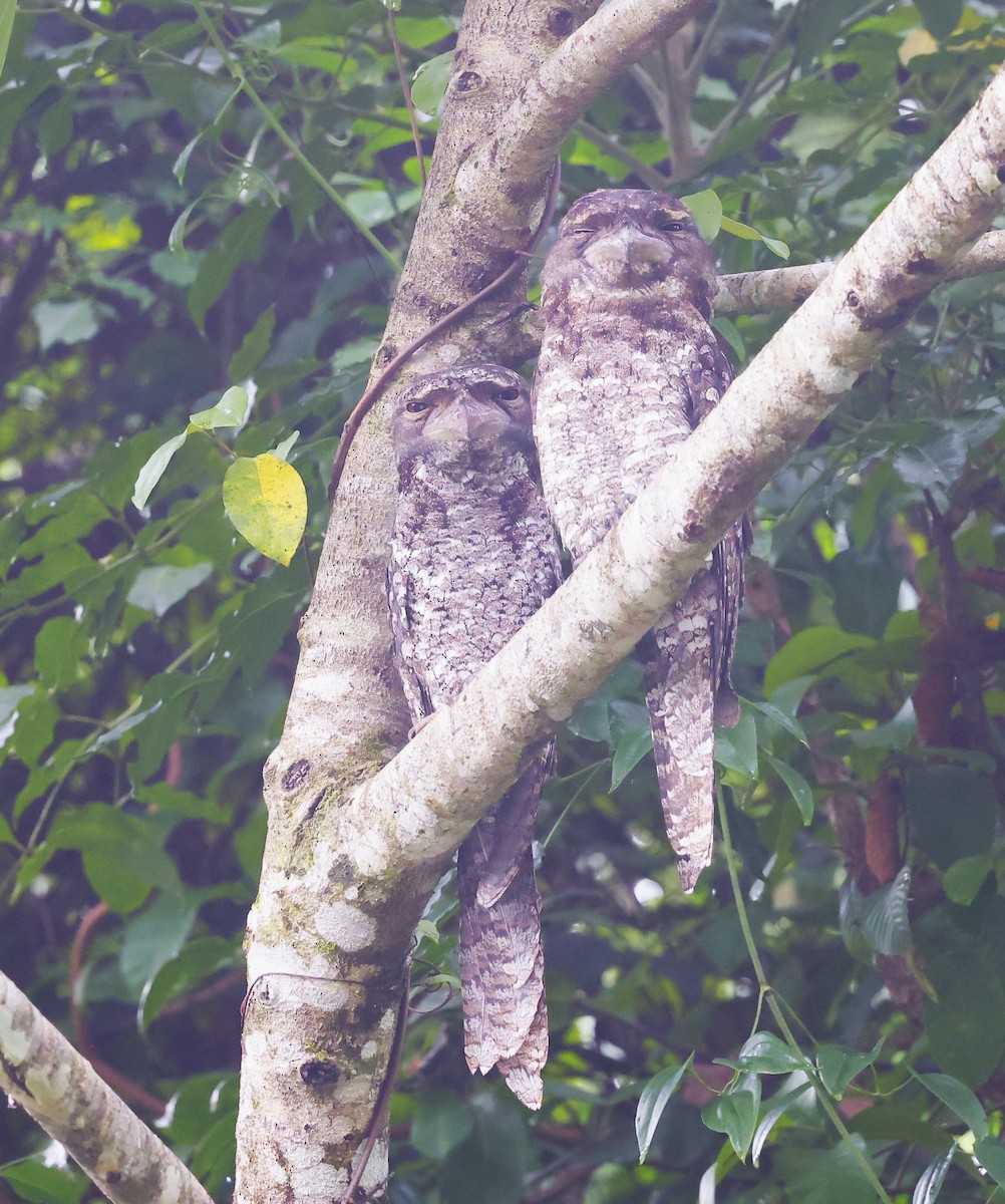 Papuan Frogmouth - ML615425434