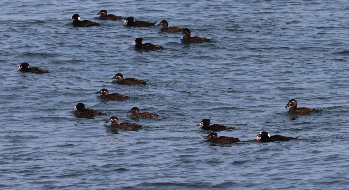 Surf Scoter - ML615425456