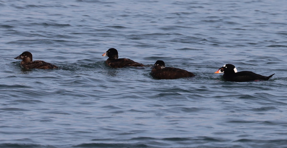 Surf Scoter - ML615425461