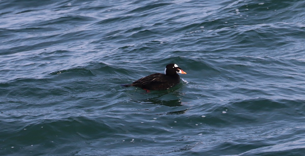 Surf Scoter - ML615425463