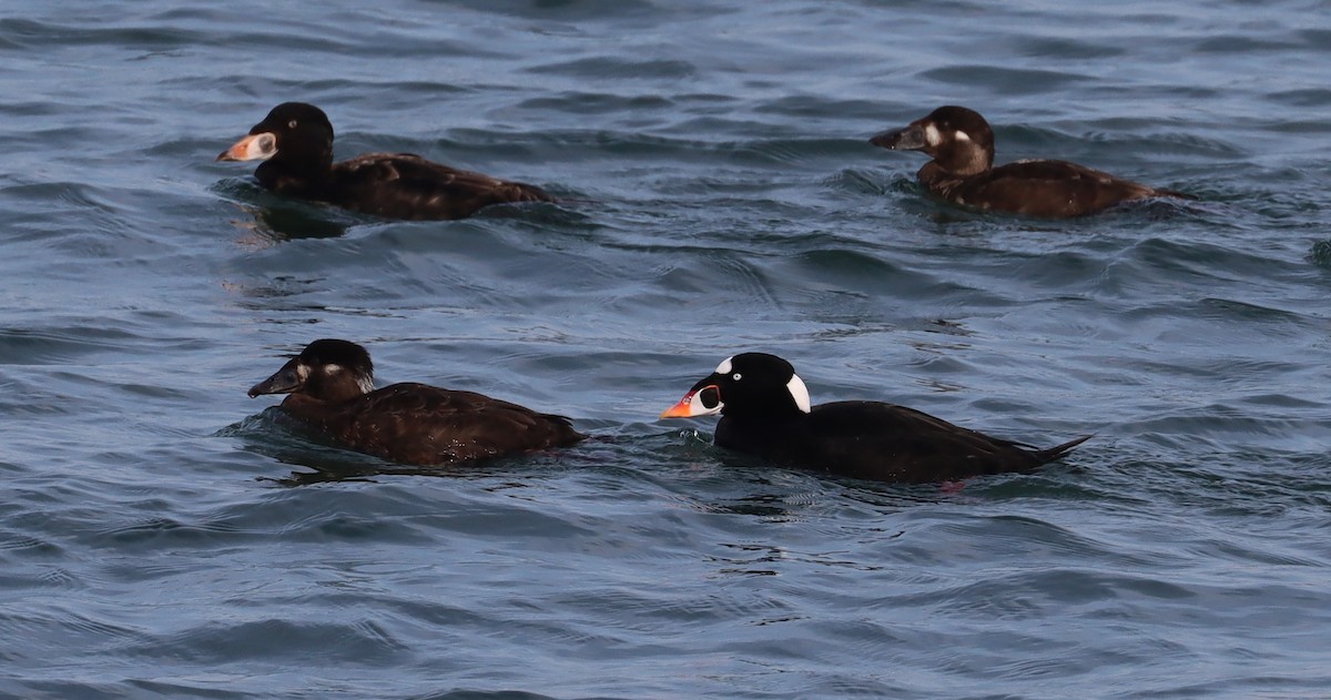 Surf Scoter - ML615425471