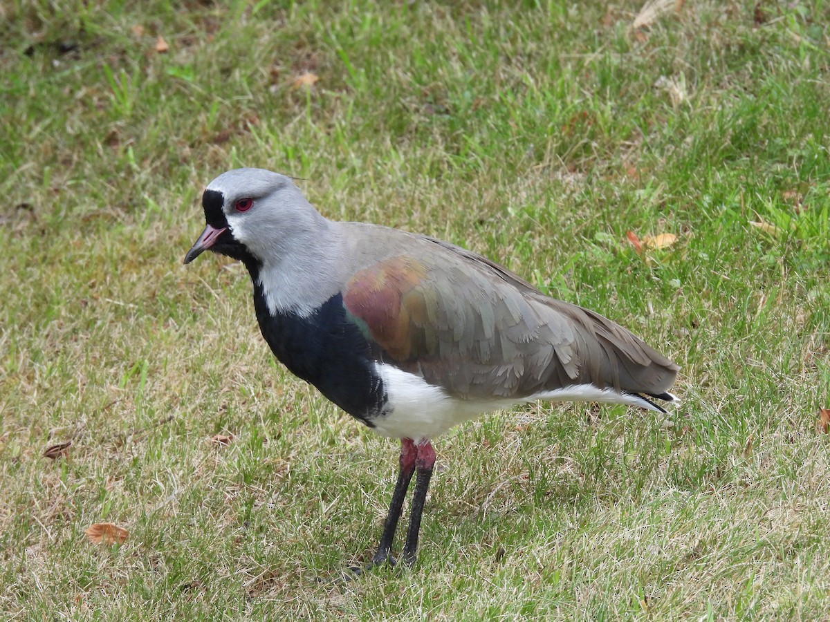 Southern Lapwing - Claire Christensen