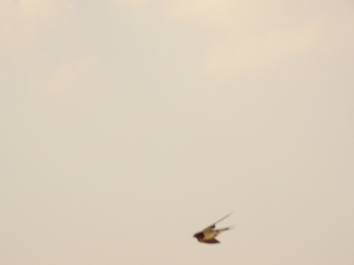 Barn Swallow - Vijay Jayamoorthy