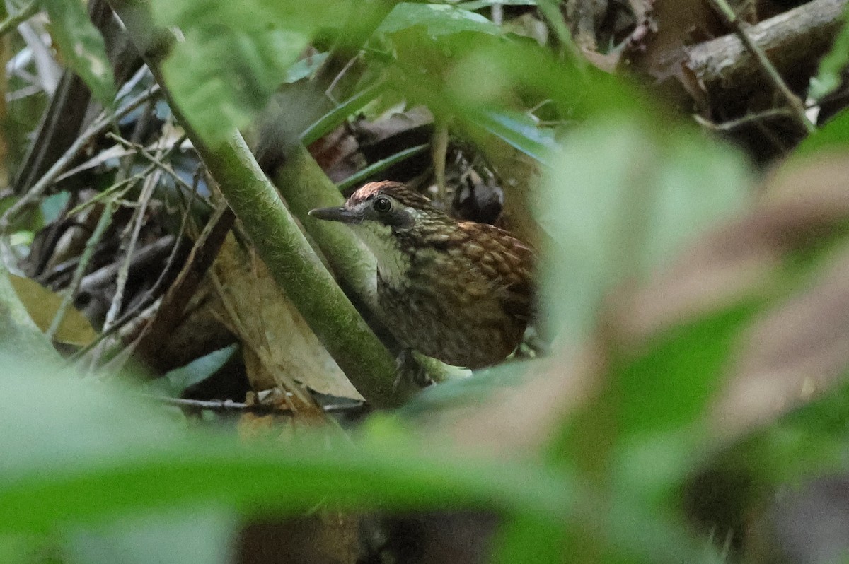 Large Wren-Babbler - ML615425559