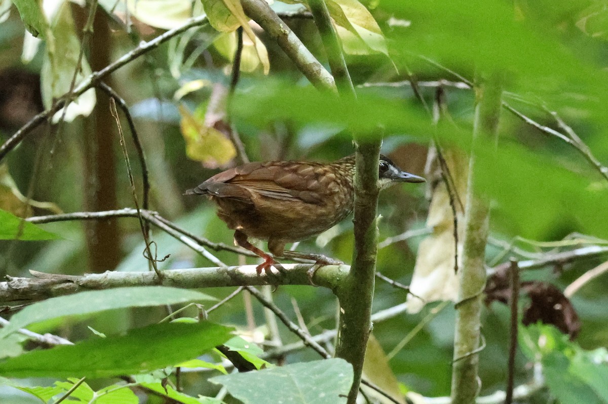 Large Wren-Babbler - Akekachoke Buranaanun