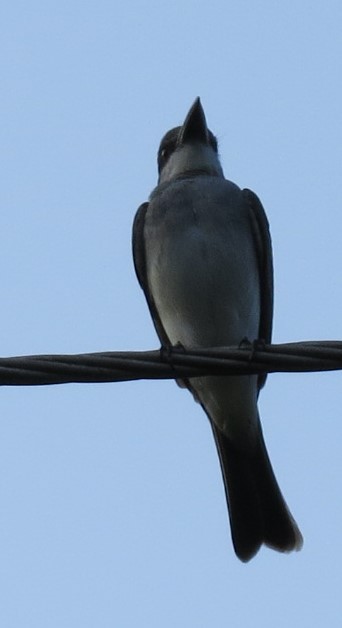 Gray Kingbird - ML615425674