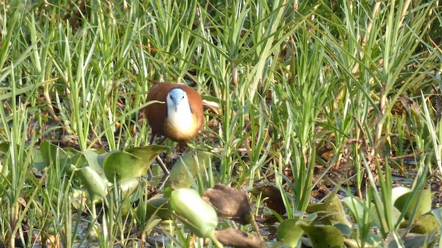 Jacana à poitrine dorée - ML615425773