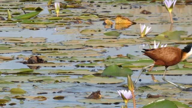 Jacana à poitrine dorée - ML615425774