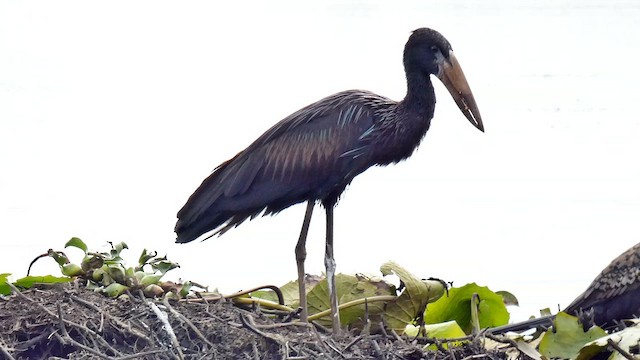 African Openbill - ML615425778