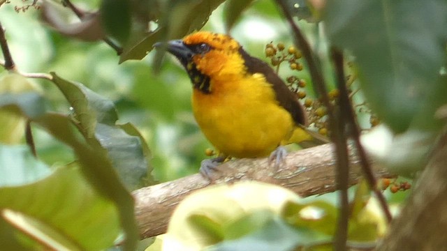 Tejedor Cuellinegro (nigricollis/melanoxanthus) - ML615425782